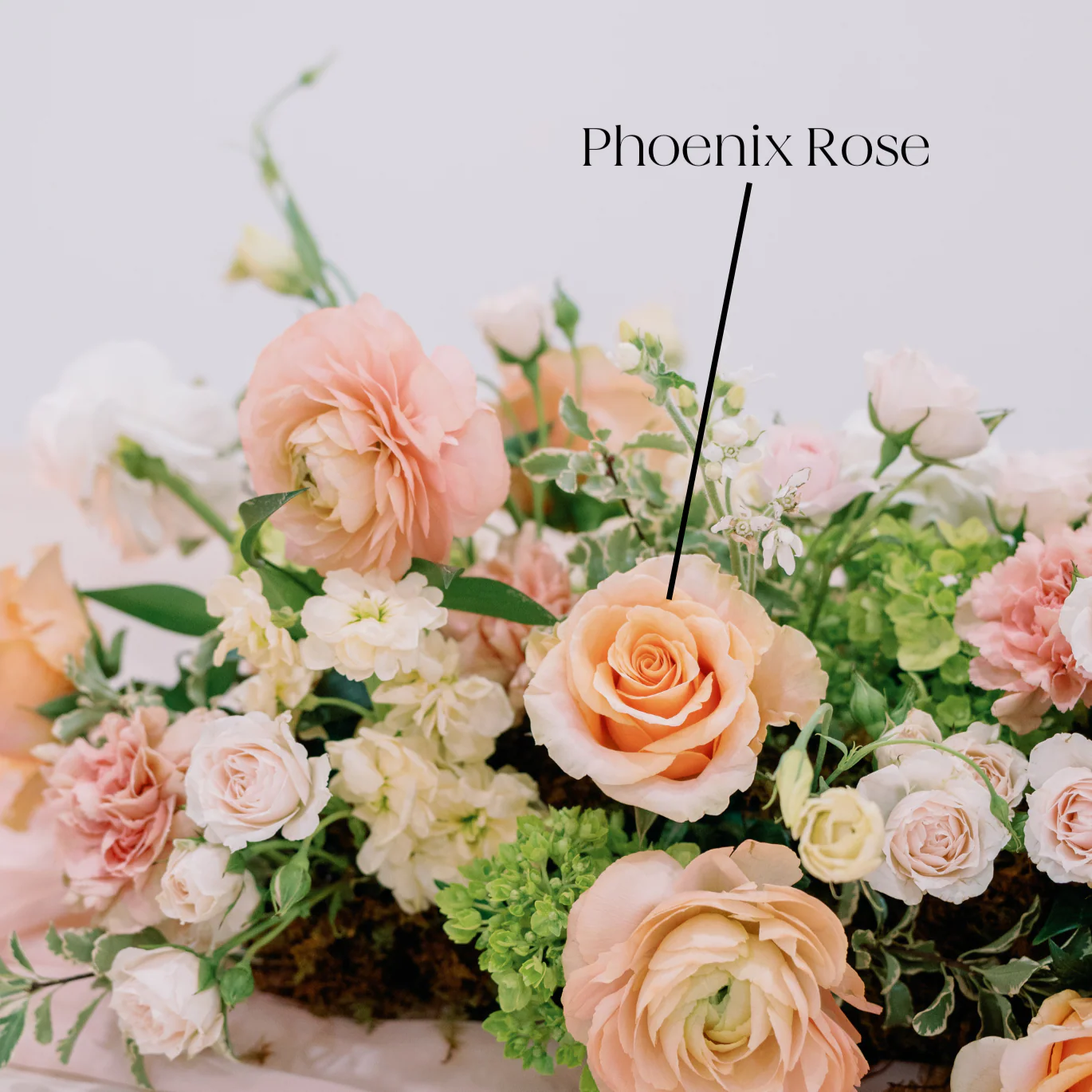 Peach Phoenix Rose - Image 6