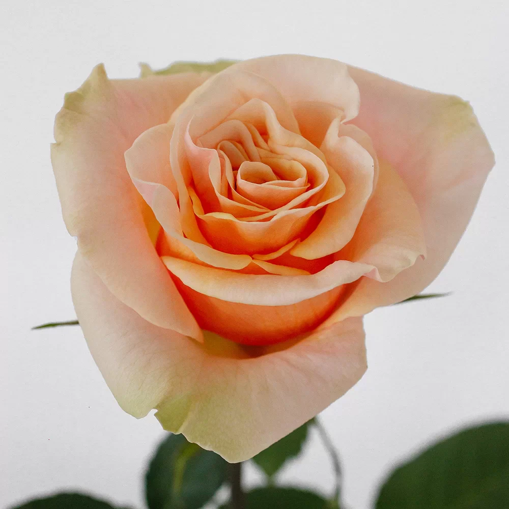 Peach Phoenix Rose - Image 7