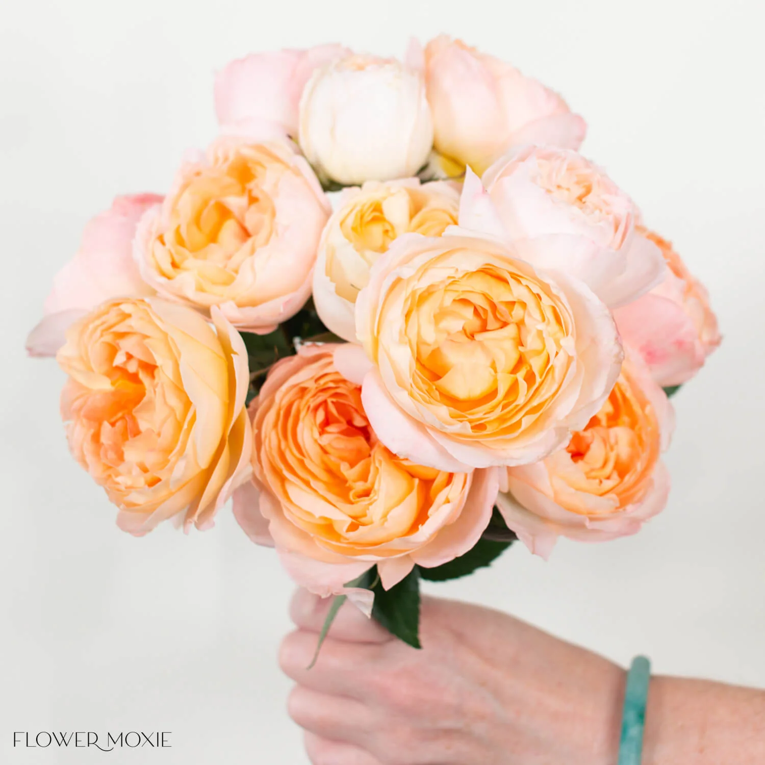Peach Princess Aiko Garden Rose