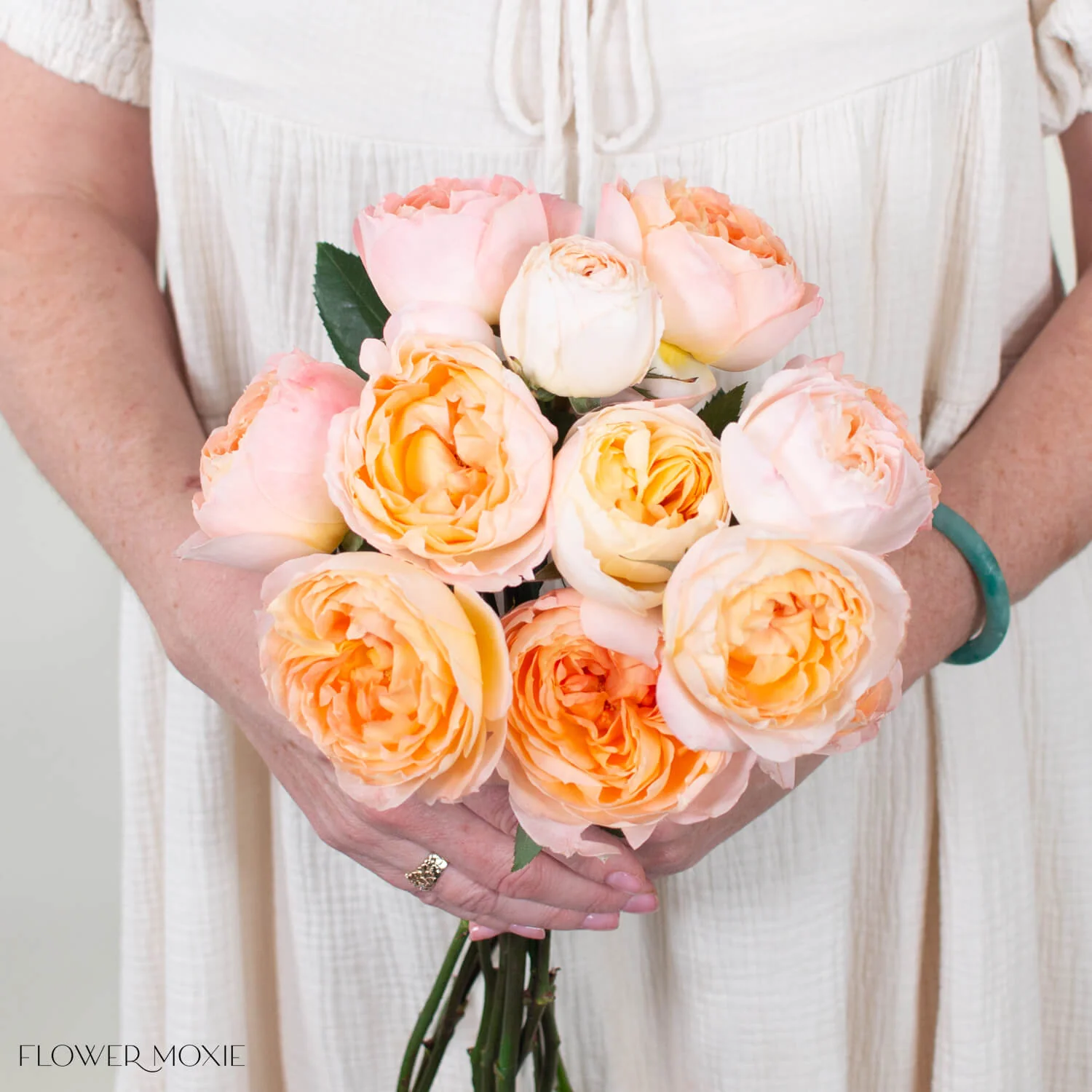 Peach Princess Aiko Garden Rose - Image 2