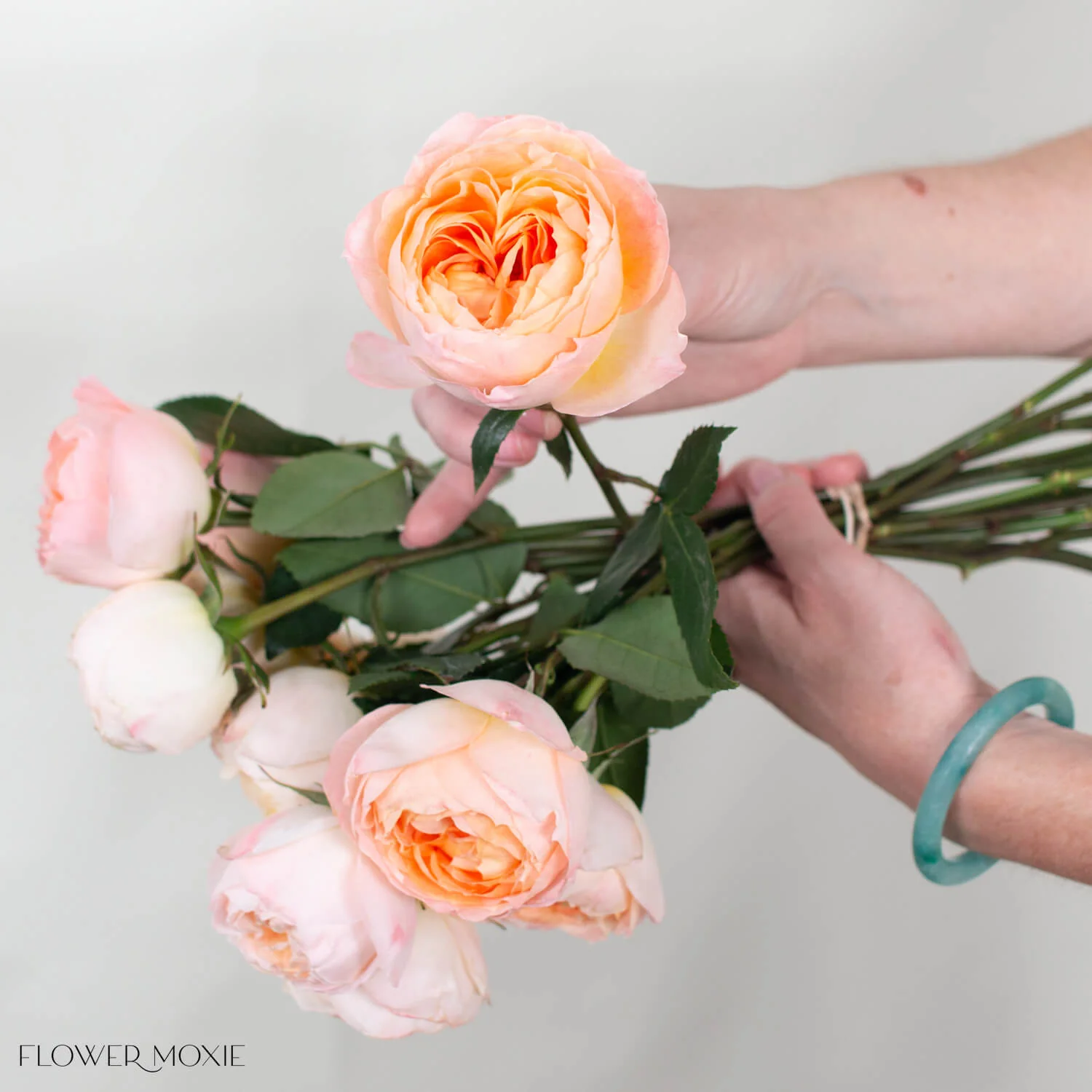 Peach Princess Aiko Garden Rose - Image 3