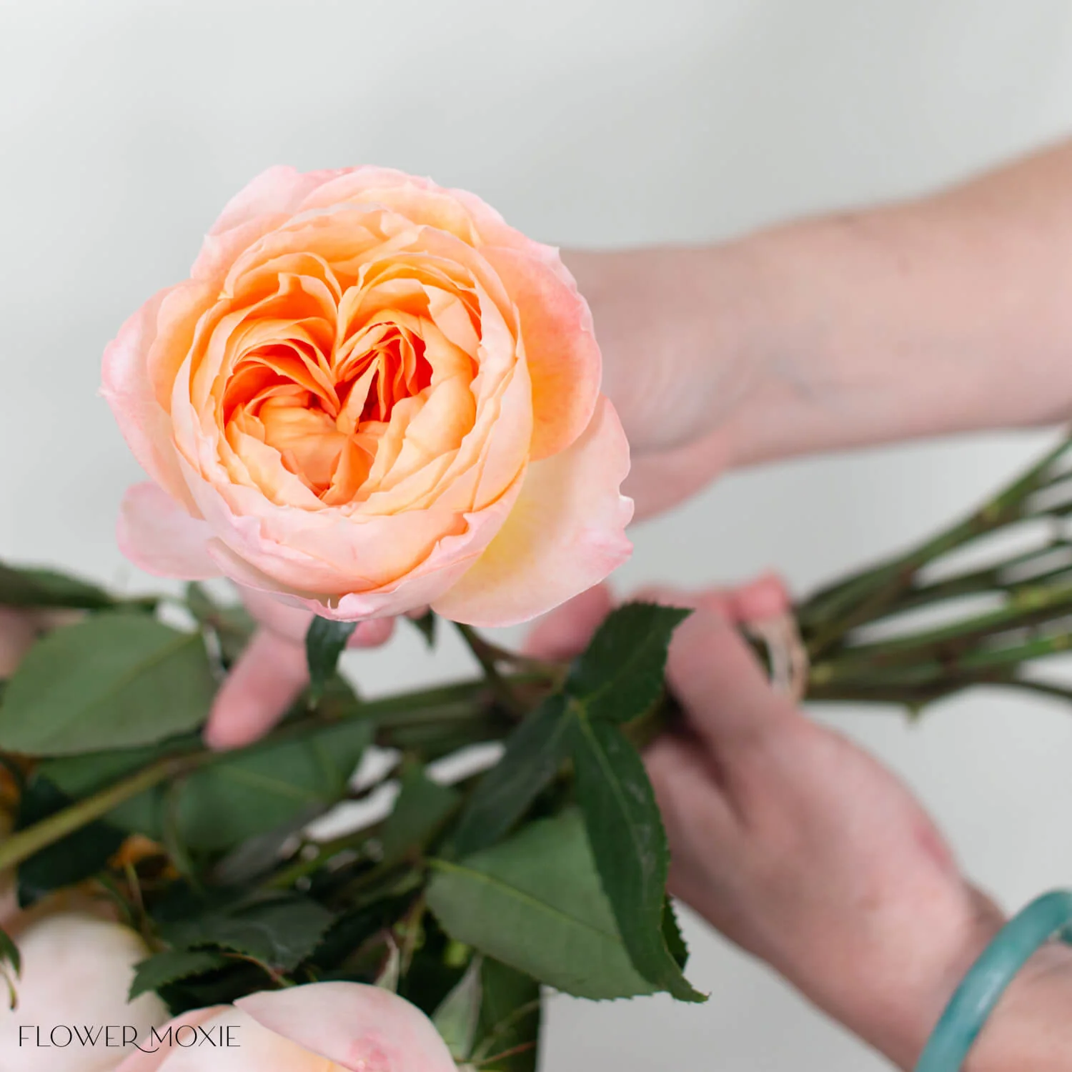 Peach Princess Aiko Garden Rose - Image 4