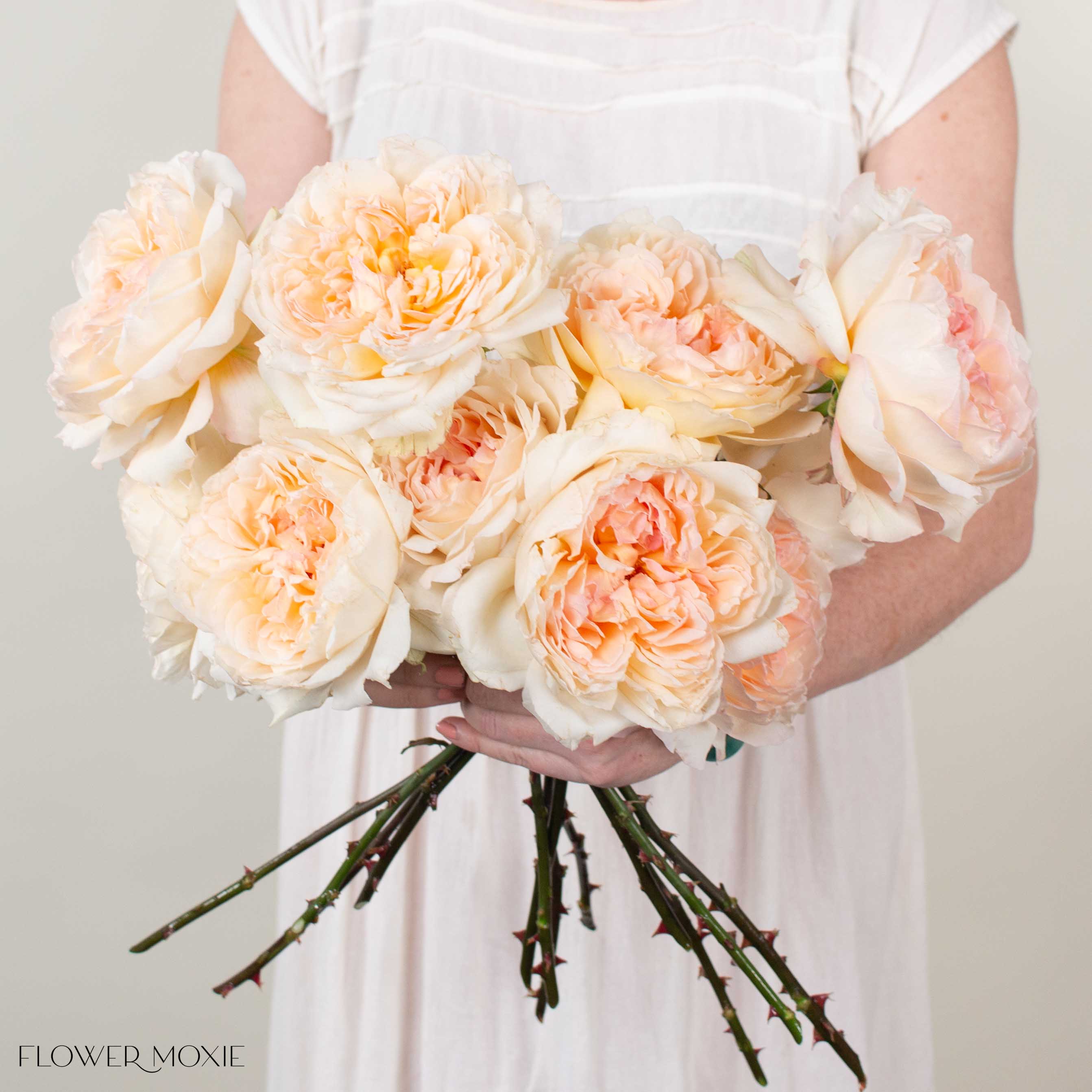 Peach Princess Holly's Hope Garden Rose
