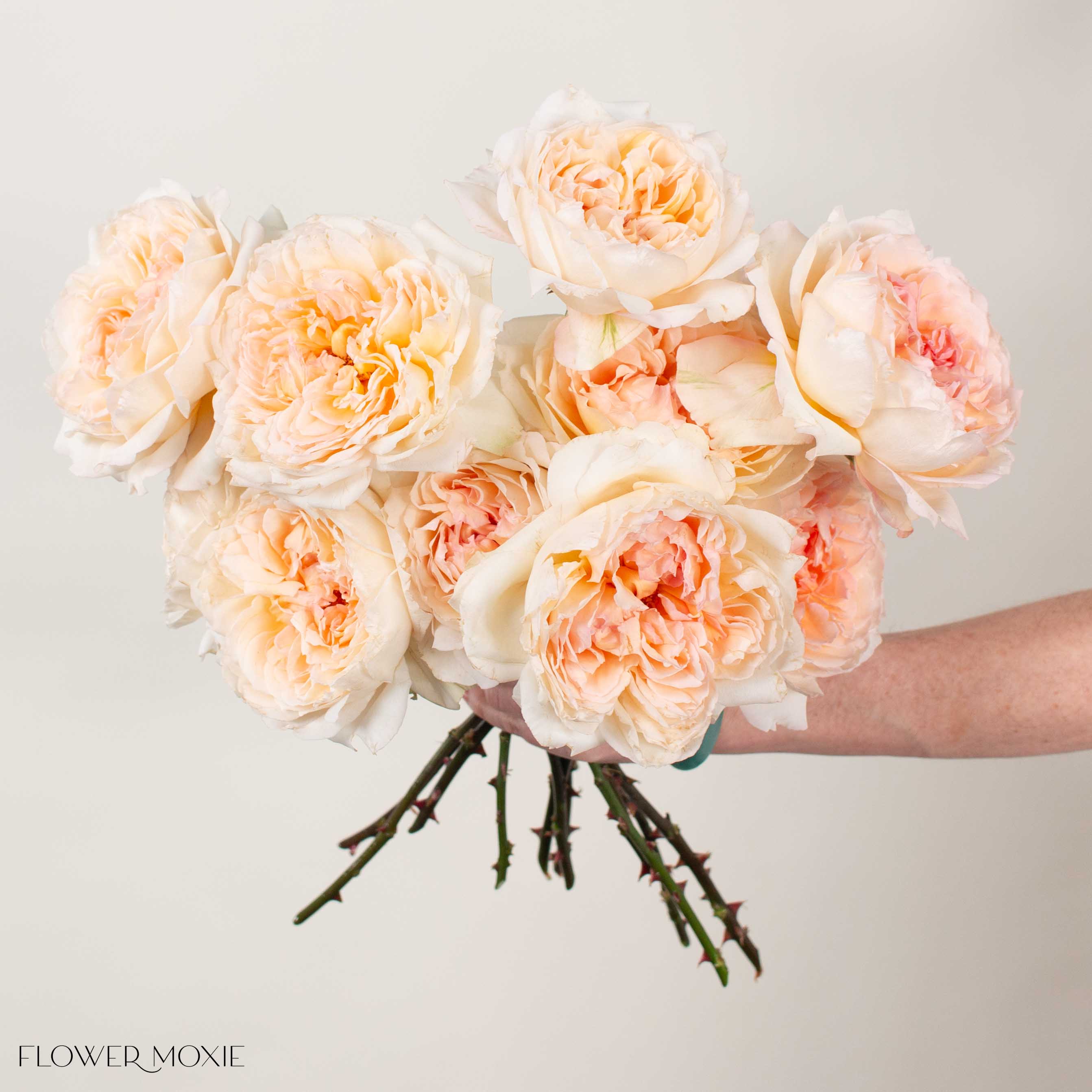 Peach Princess Holly's Hope Garden Rose - Image 2