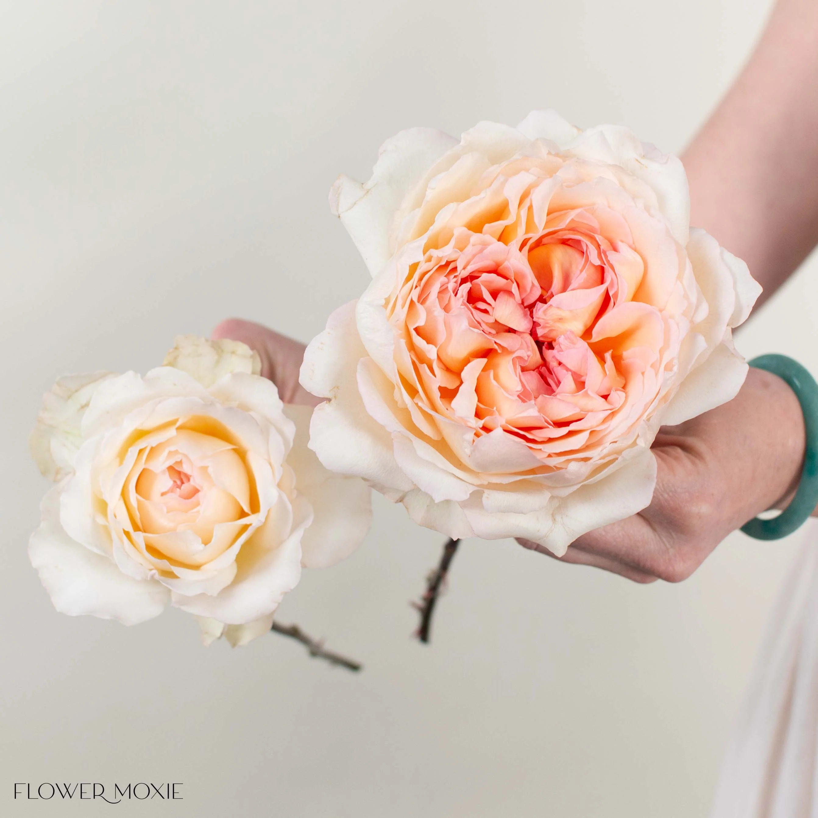 Peach Princess Holly's Hope Garden Rose - Image 3