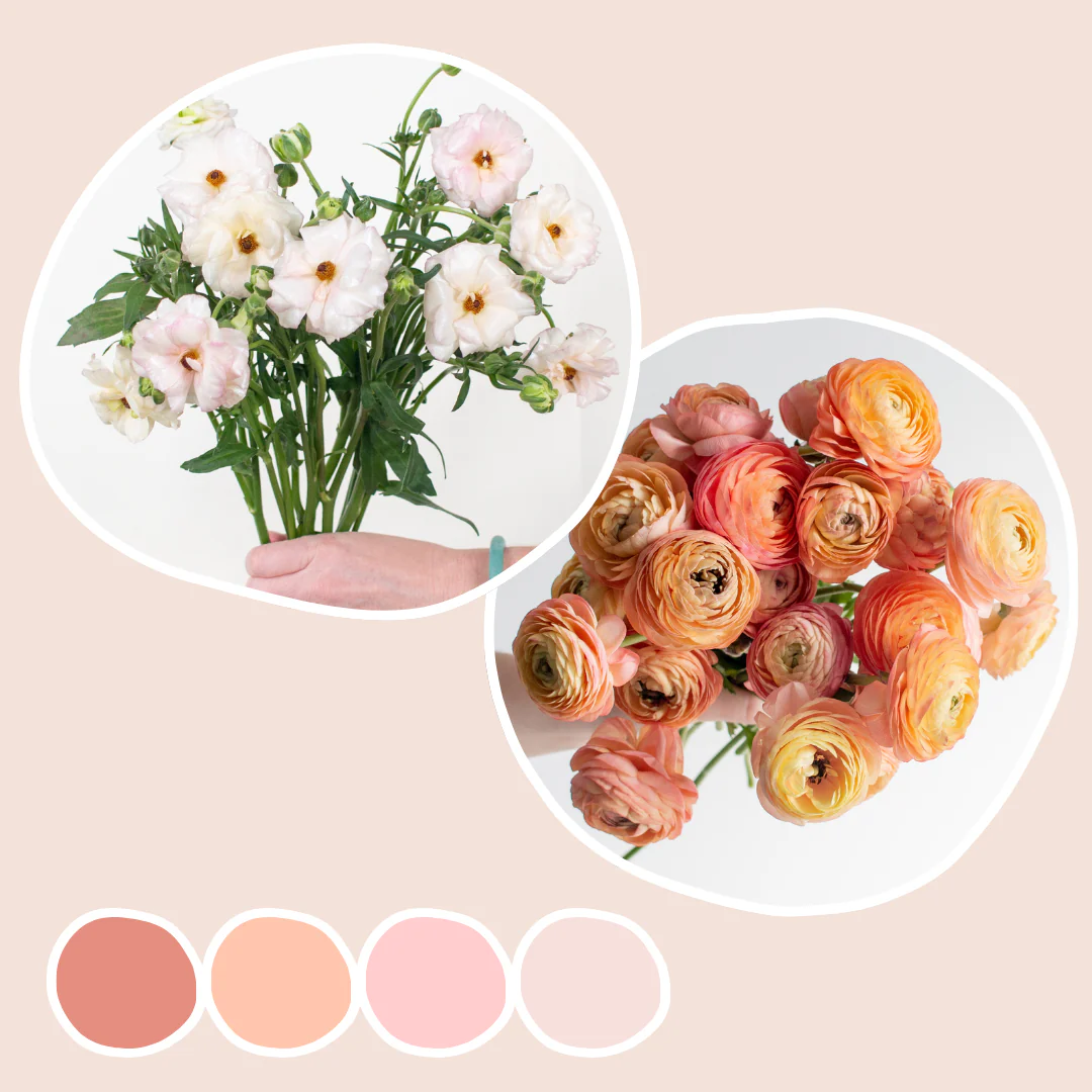 Peach Ranunculus and Blush Butterfly Ranunculus Mixed Box