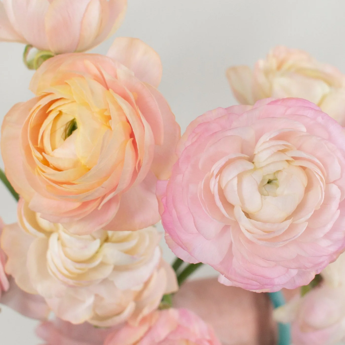 Peach Salmon Ranunculus Flower - Image 11