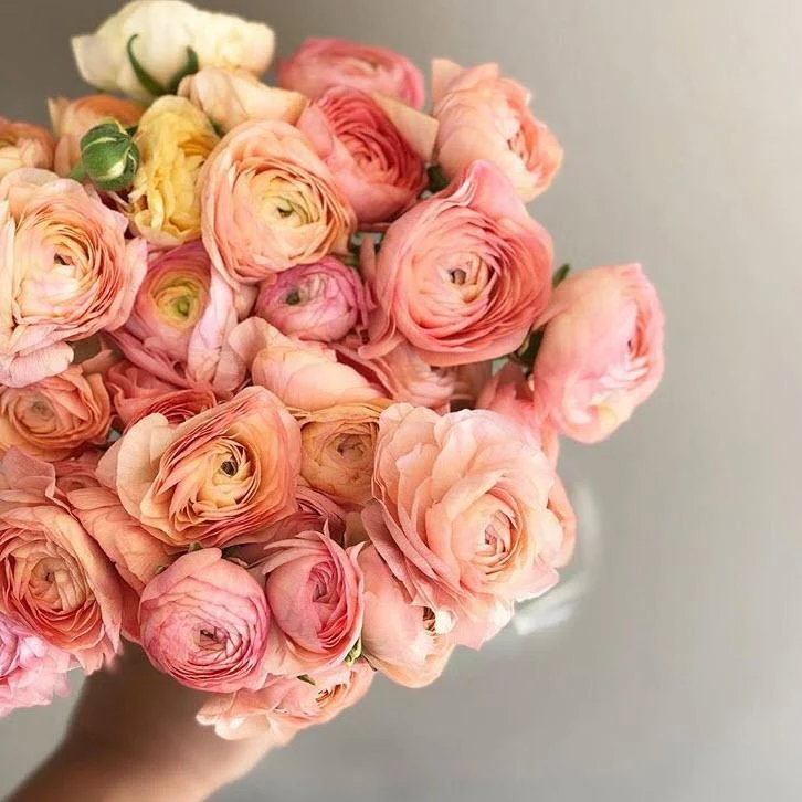 Peach Salmon Ranunculus Flower - Image 12