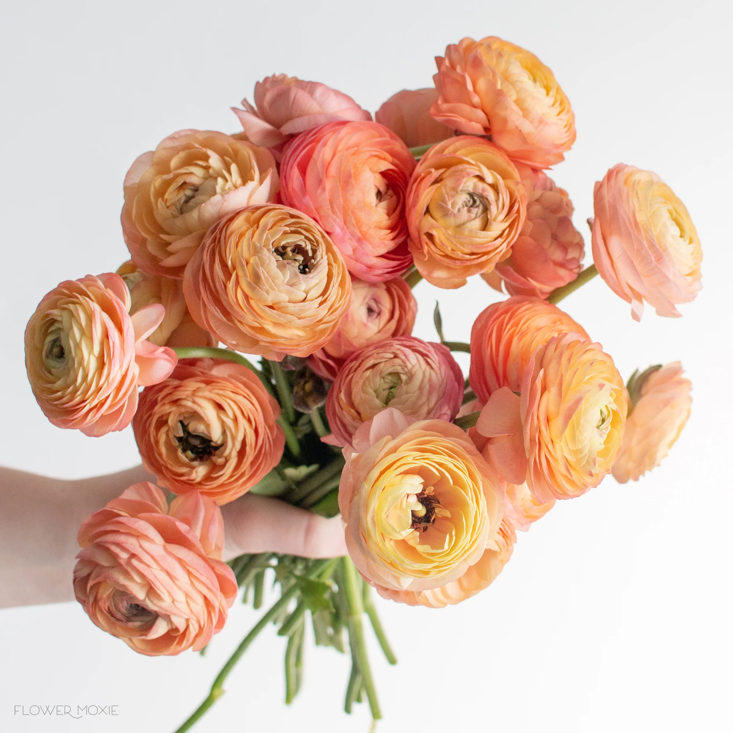 Peach Salmon Ranunculus Flower - Image 13