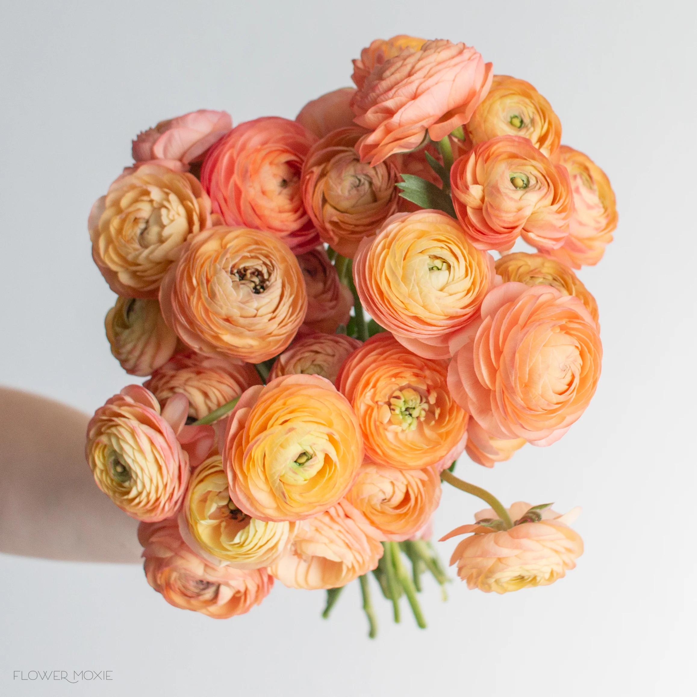 Peach Salmon Ranunculus Flower - Image 14