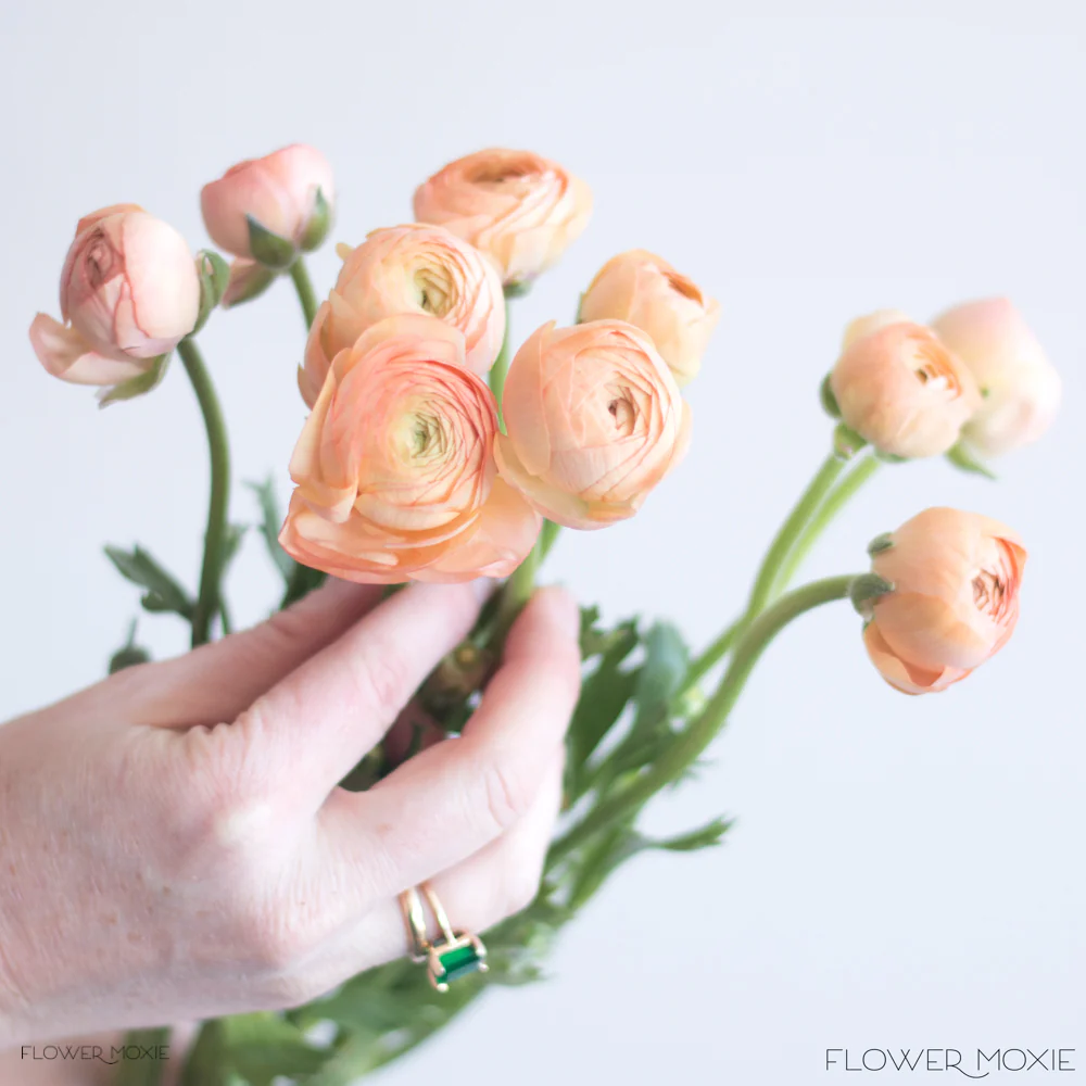 Peach Salmon Ranunculus Flower - Image 5