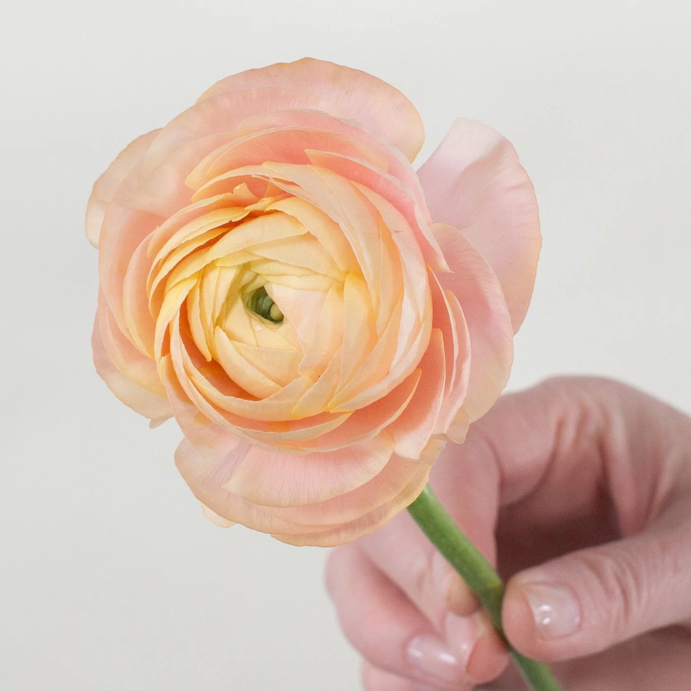 Peach Salmon Ranunculus Flower - Image 7