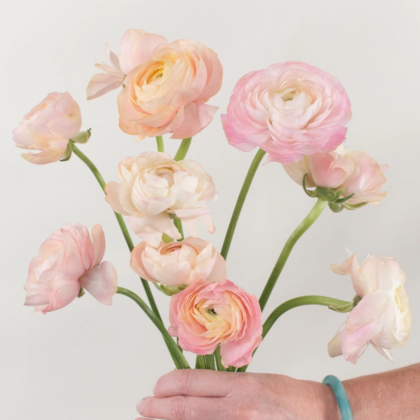Peach Salmon Ranunculus Flower - Image 9
