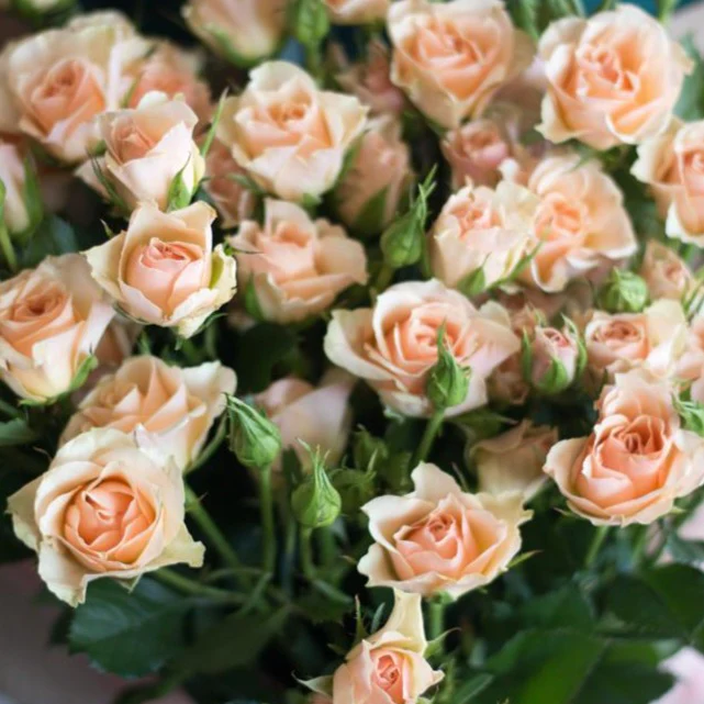 Peach Spray Roses - Image 3