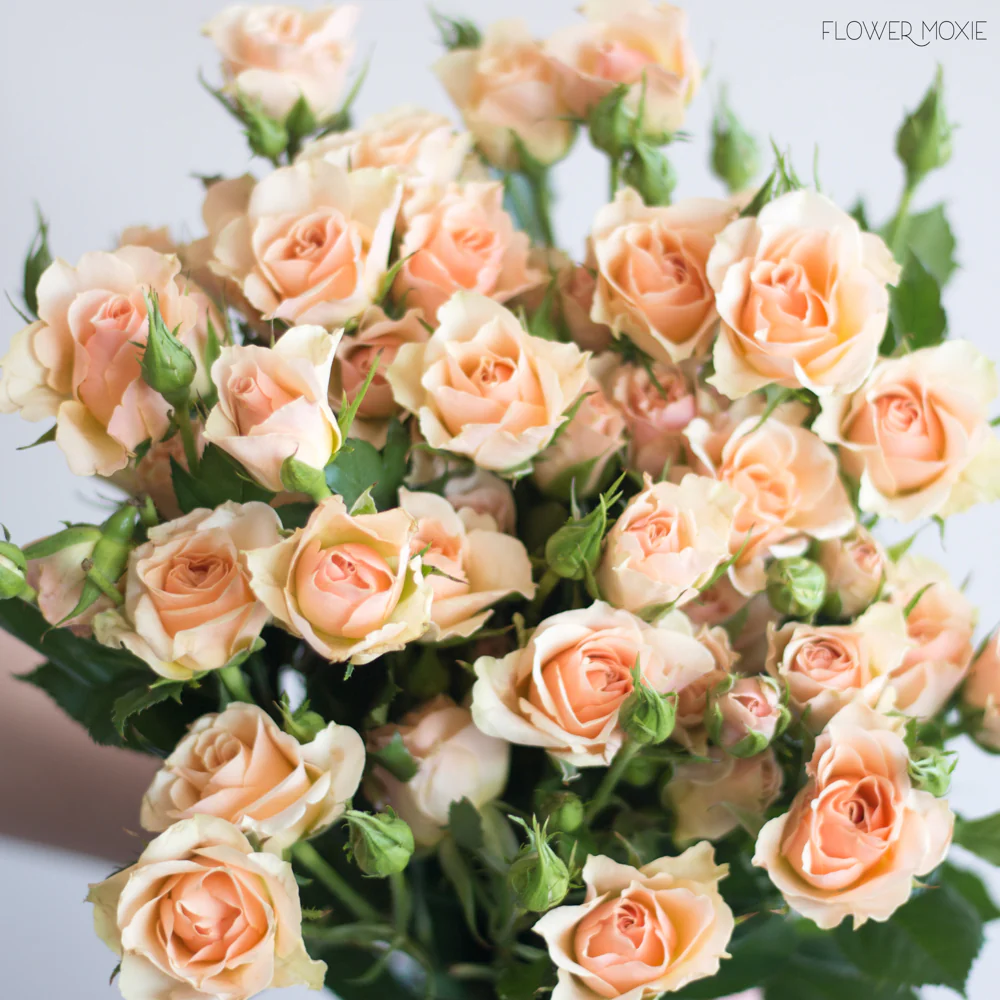 Peach Spray Roses - Image 4