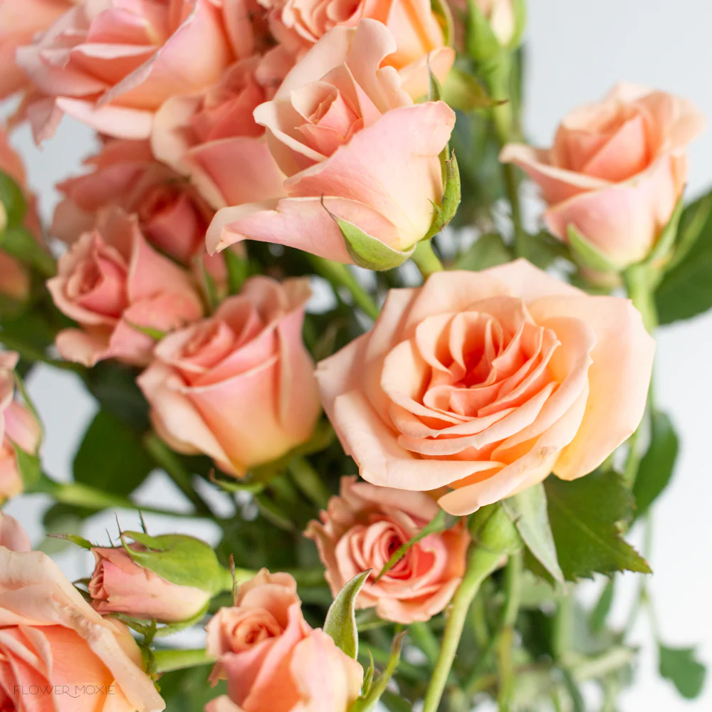 Peach Spray Roses - Image 7