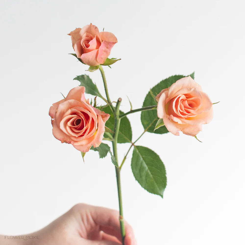 Peach Spray Roses - Image 8