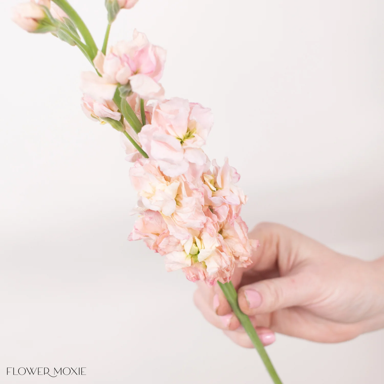 Peach Stock Flower - Image 11