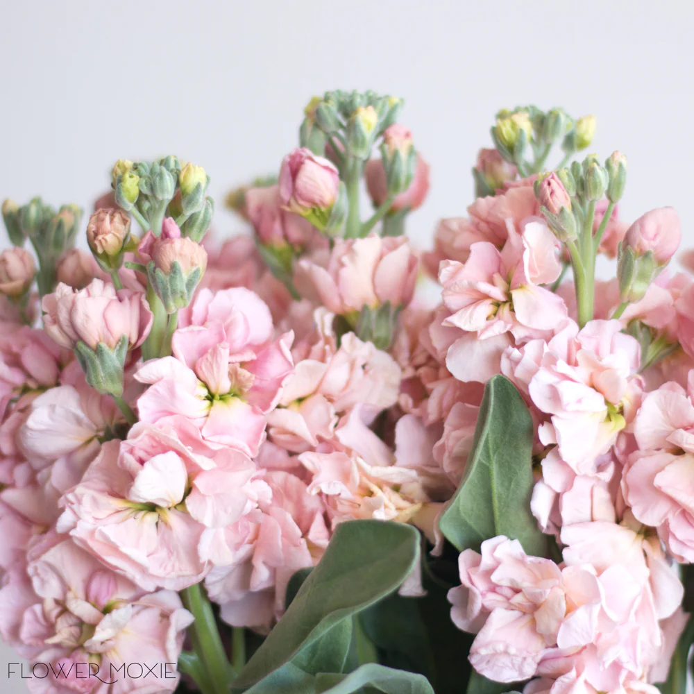 Peach Stock Flower - Image 3