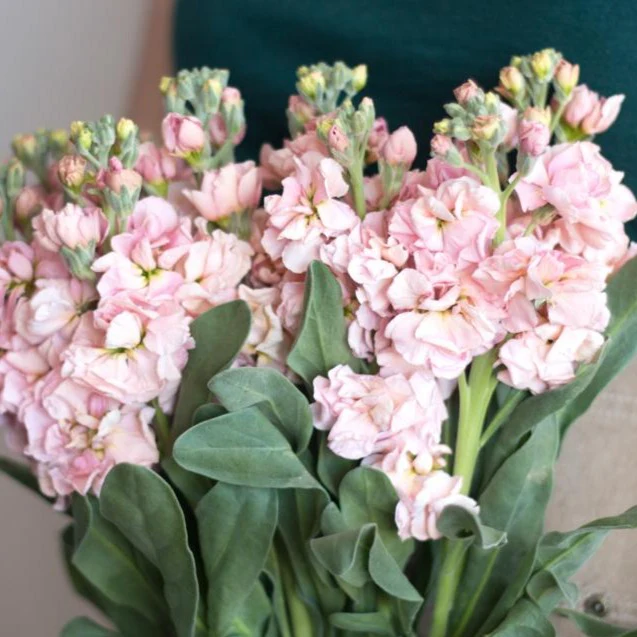 Peach Stock Flower - Image 4