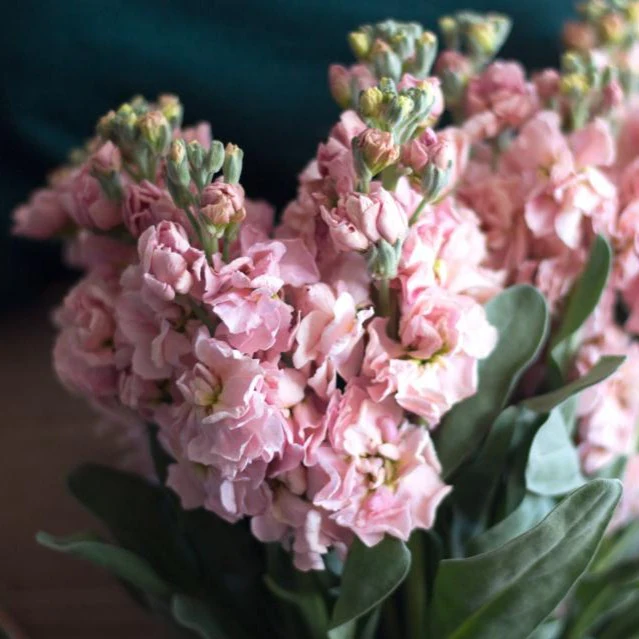 Peach Stock Flower - Image 6