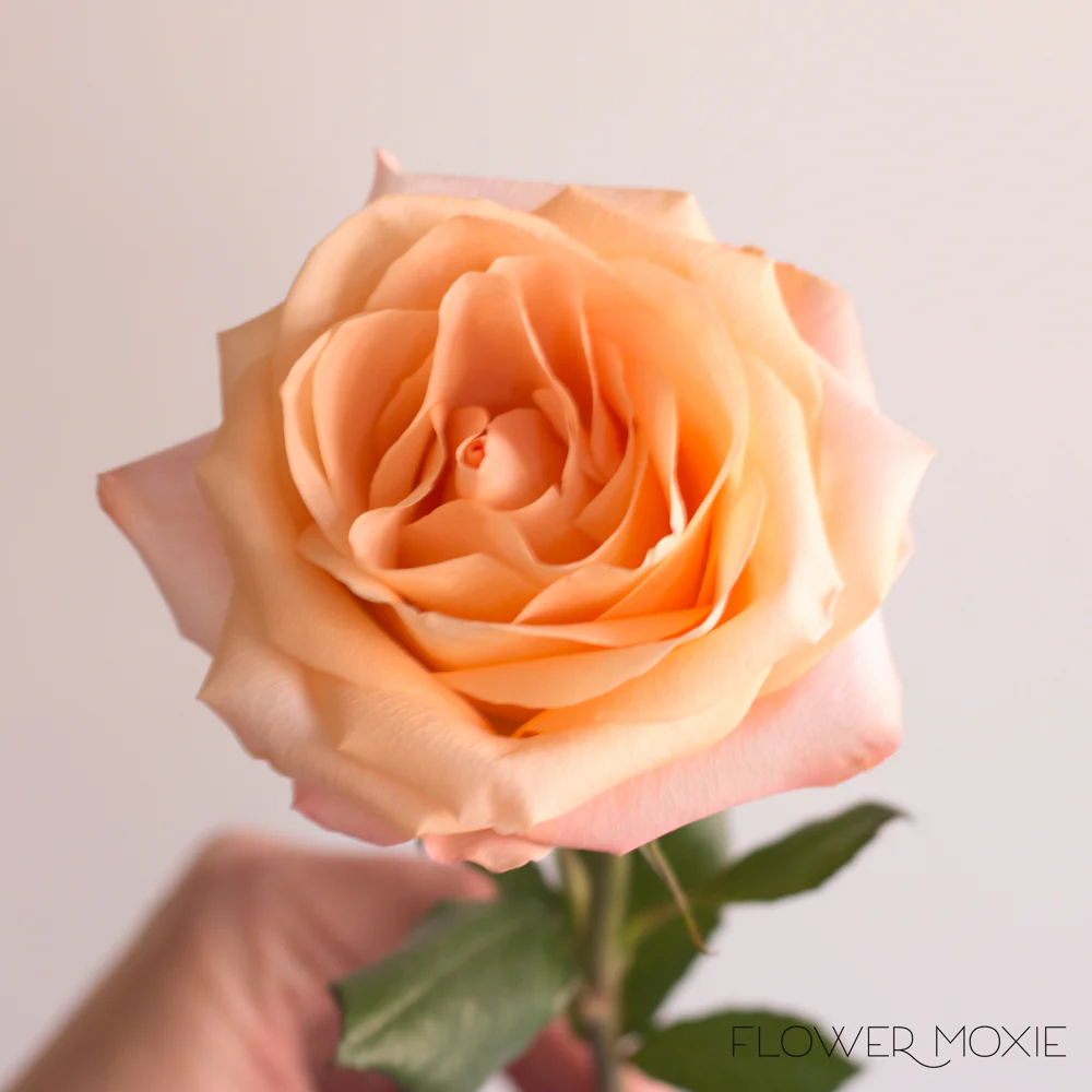 Peach Tiffany Rose - Image 3
