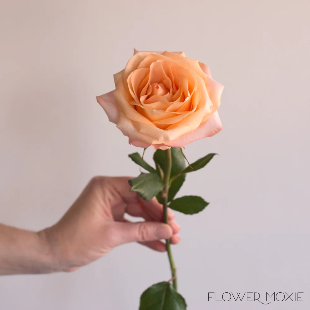 Peach Tiffany Rose - Image 4