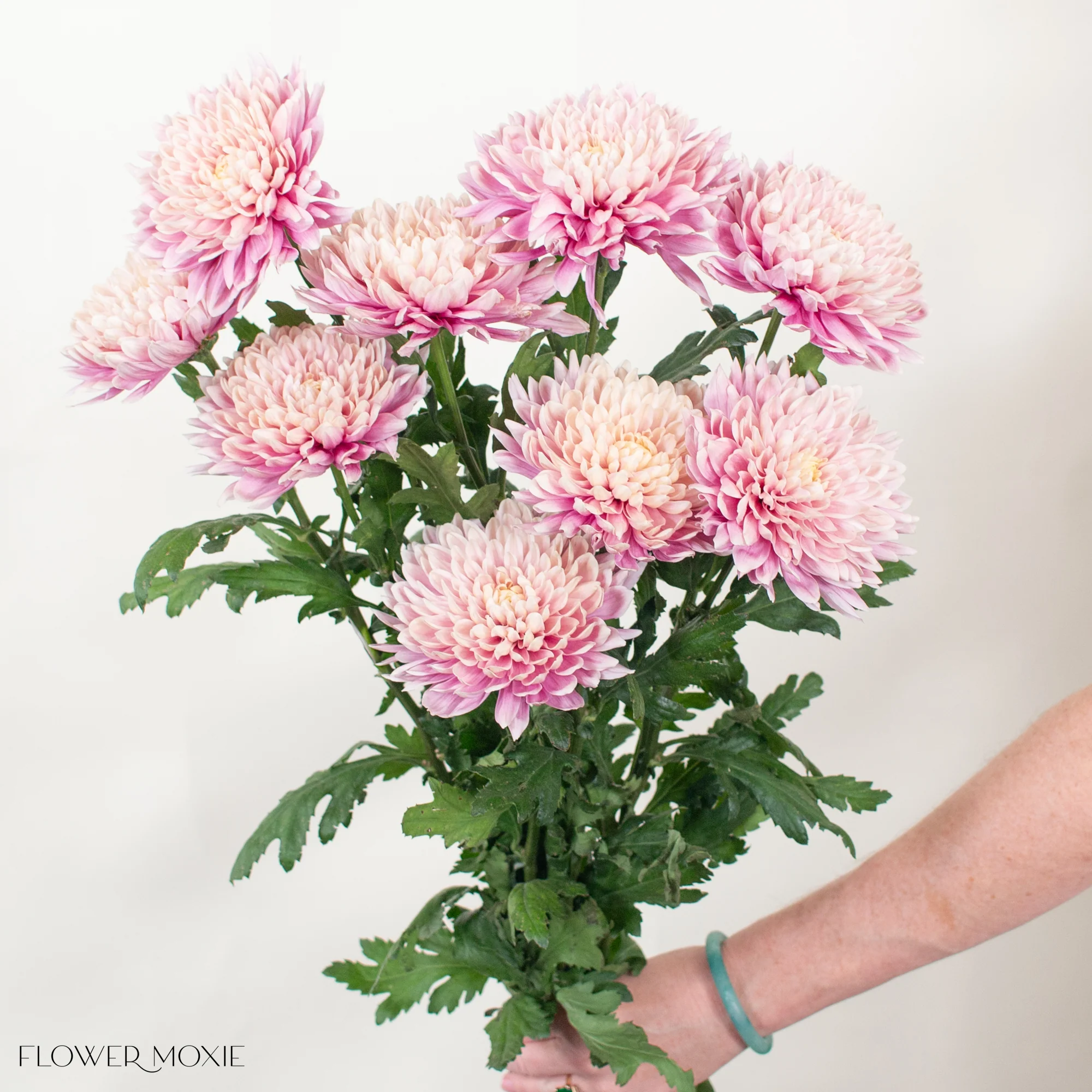 Peachy Pink Cremone Flower - Image 3
