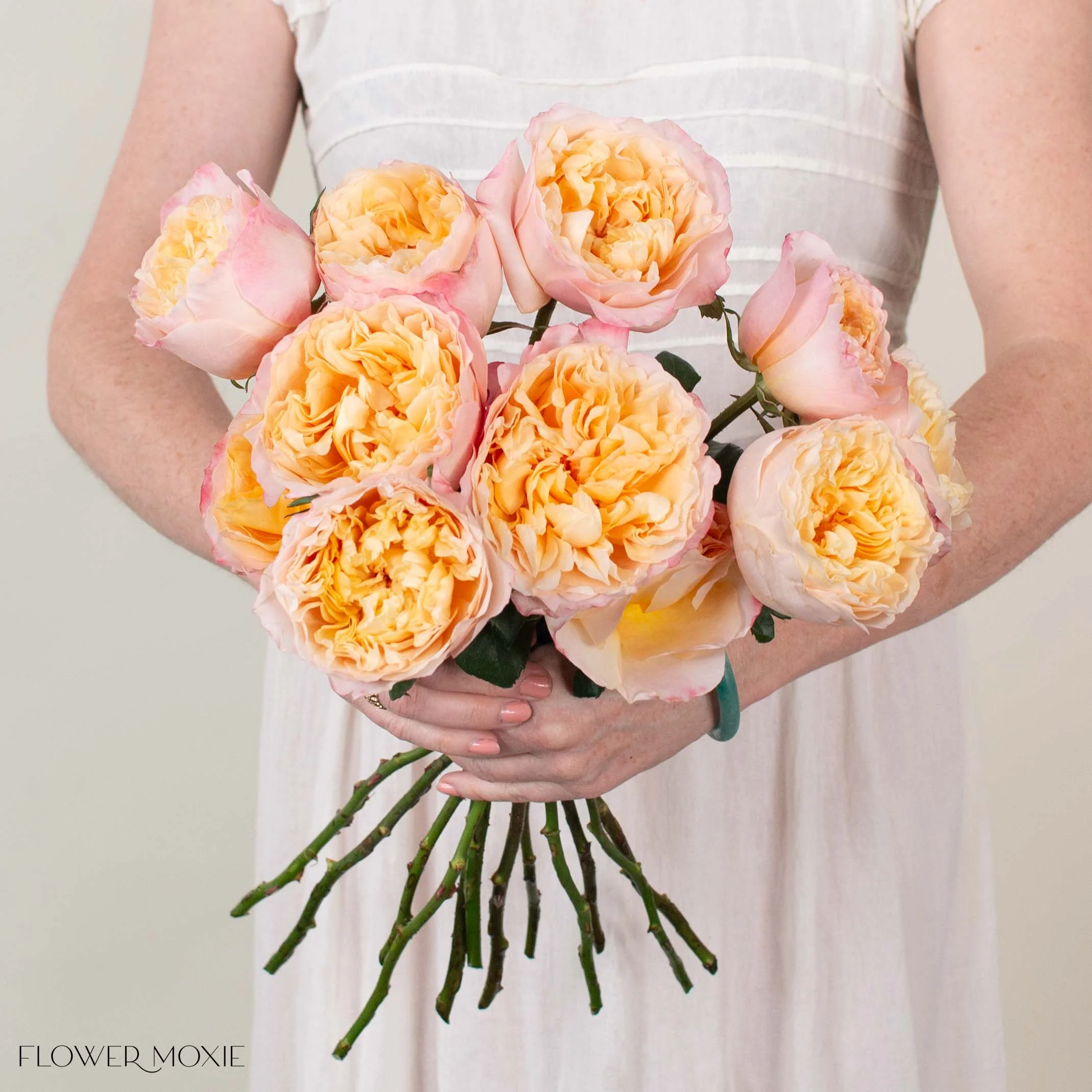 Peachy Pink Edith David Austin Garden Rose