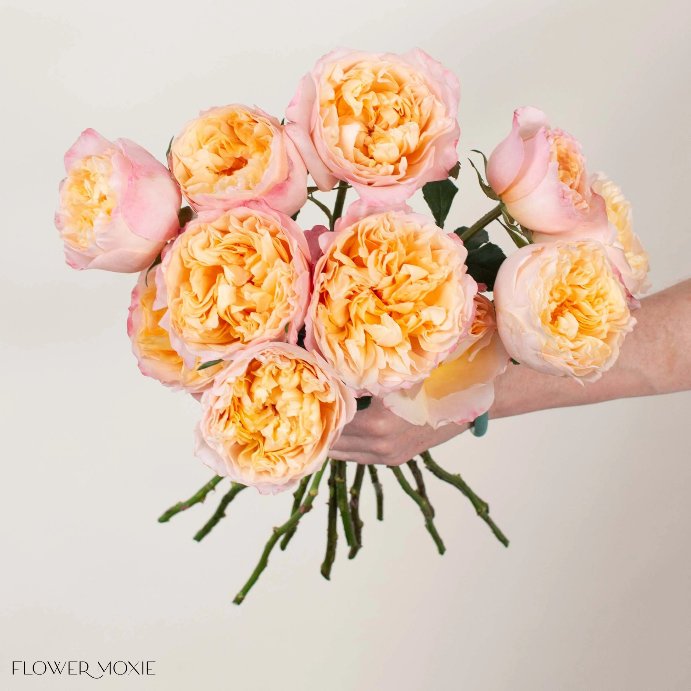 Peachy Pink Edith David Austin Garden Rose - Image 2