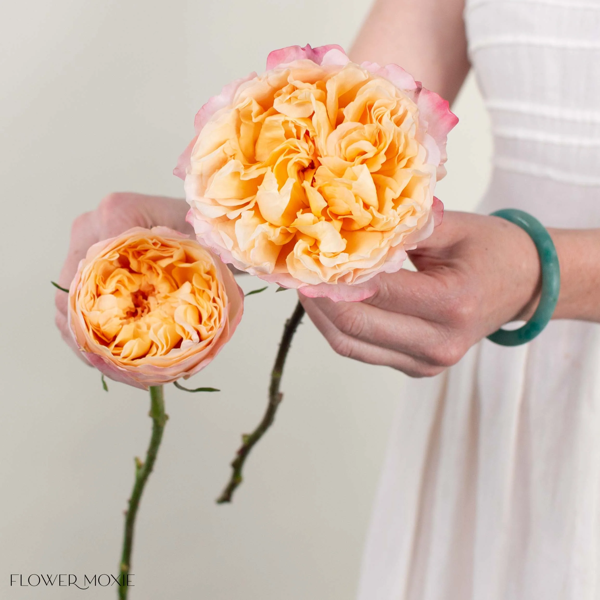 Peachy Pink Edith David Austin Garden Rose - Image 3