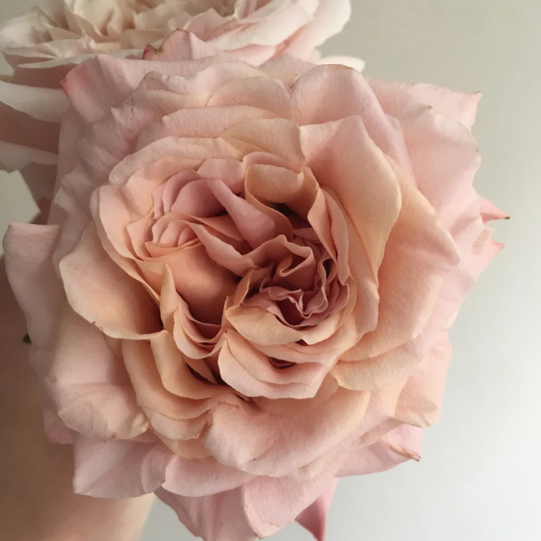 Peachy Pink Shimmer Rose - Image 4