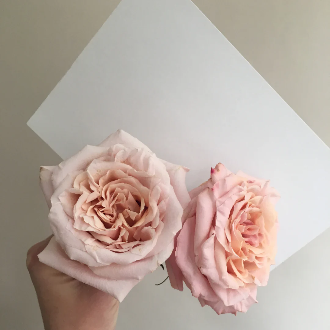Peachy Pink Shimmer Rose - Image 5