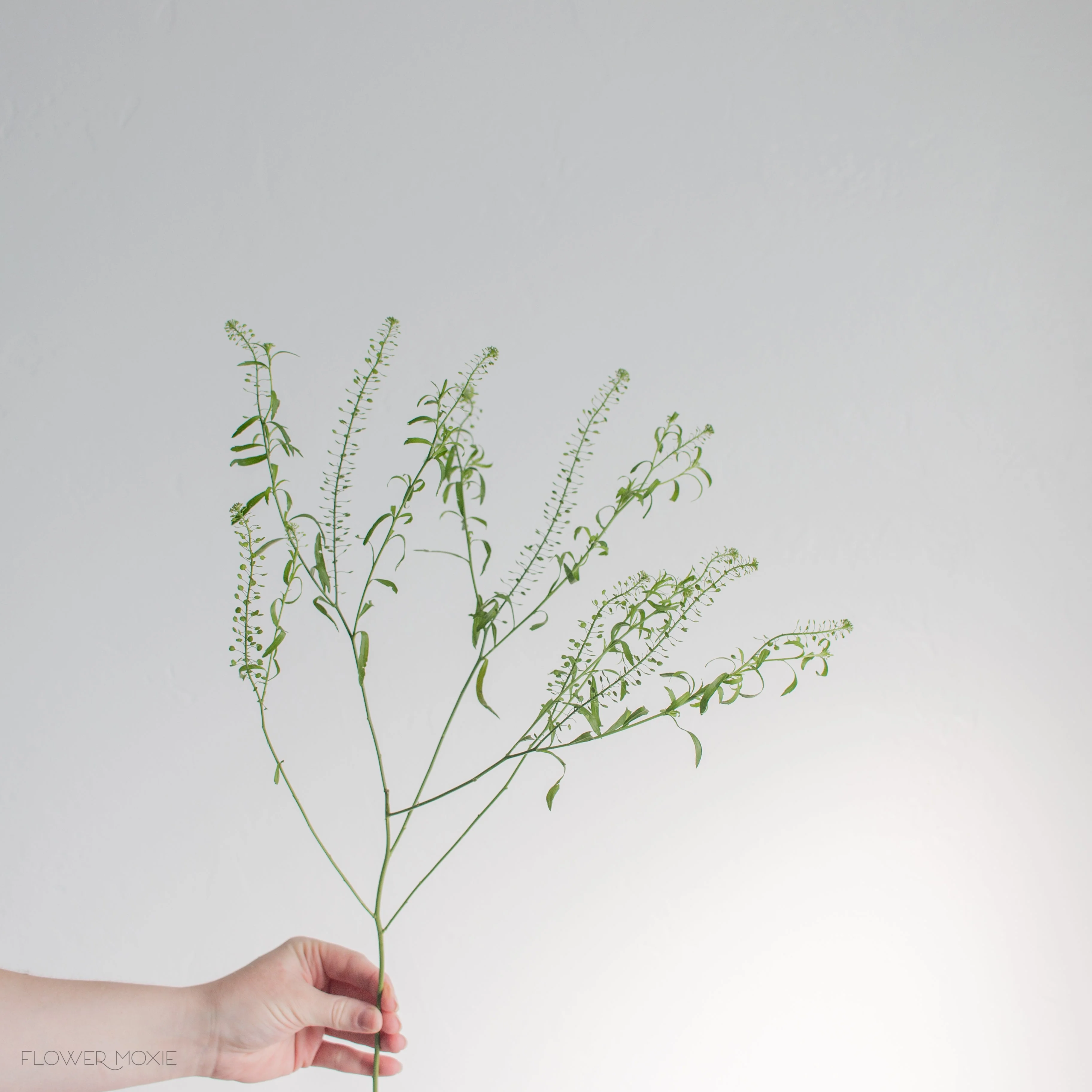 Pennycress Greenery - Image 4