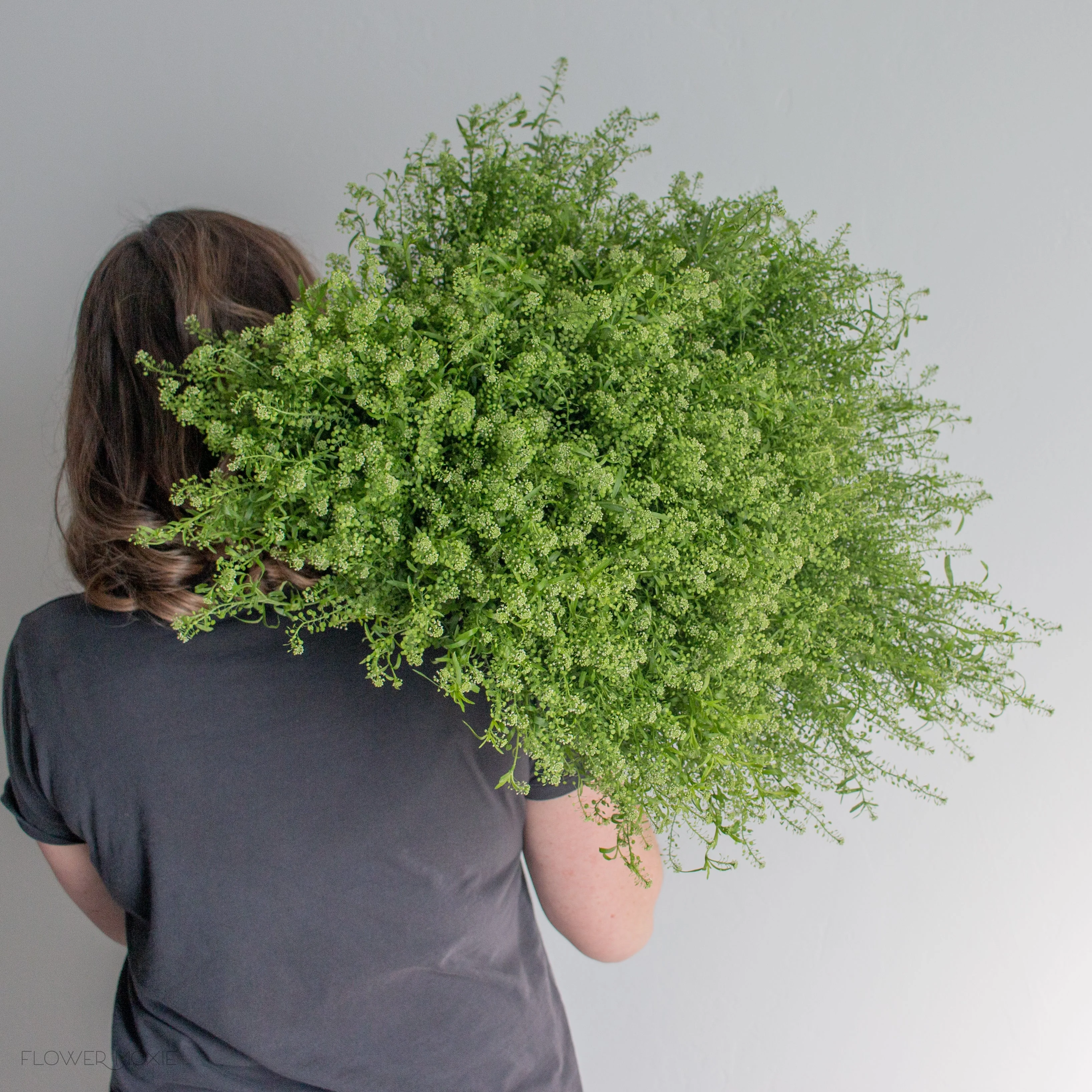 Pennycress Greenery - Image 5