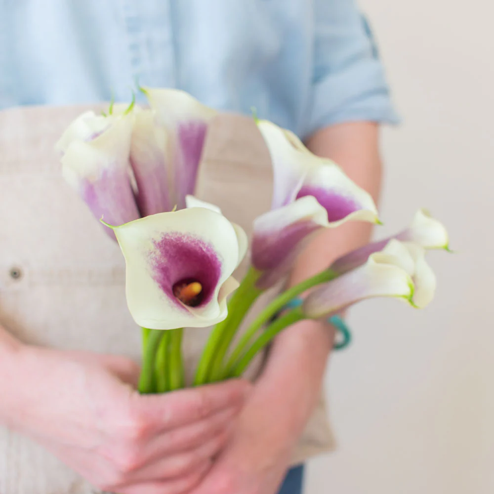 Picasso Mini Calla Lily Flower - Image 3