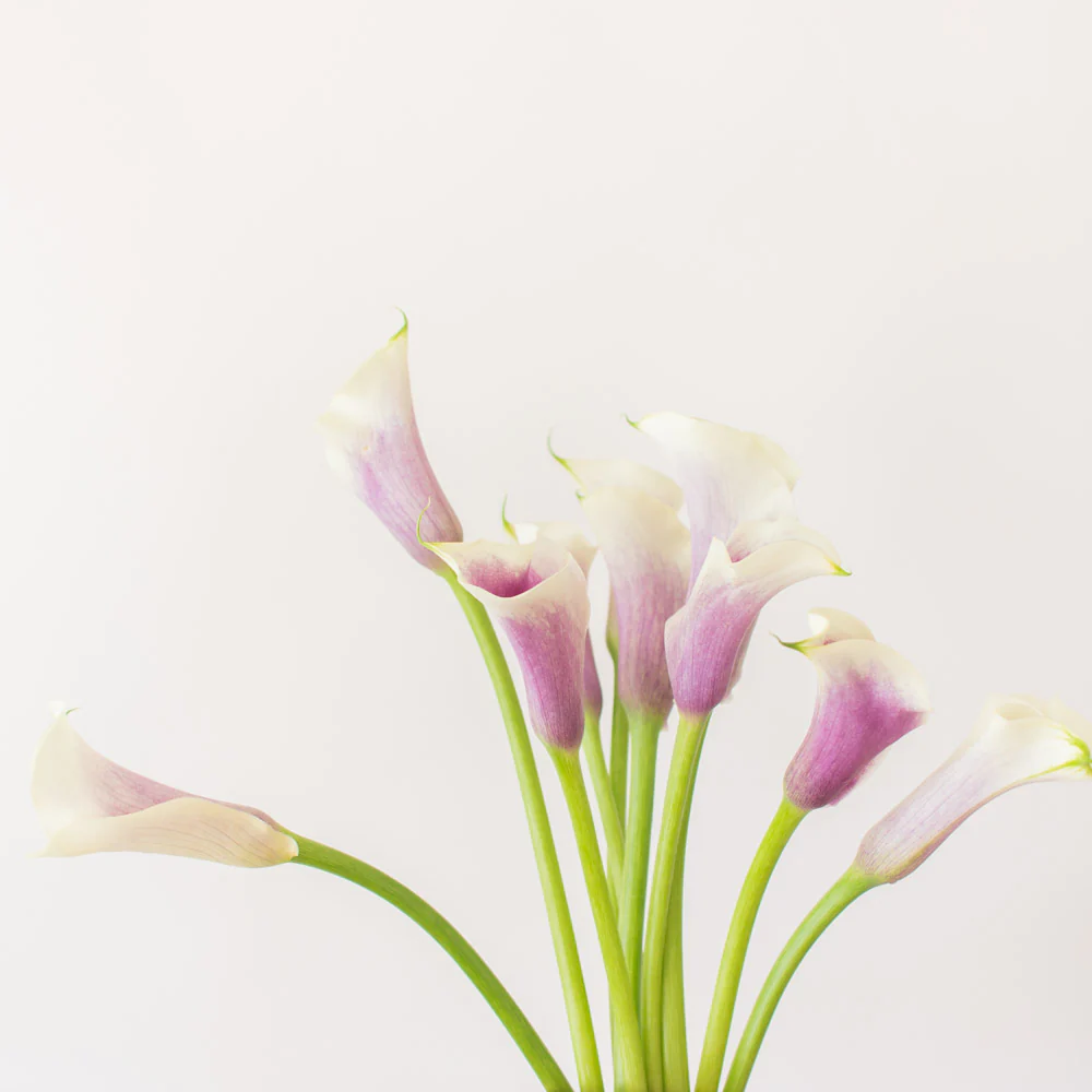 Picasso Mini Calla Lily Flower - Image 5