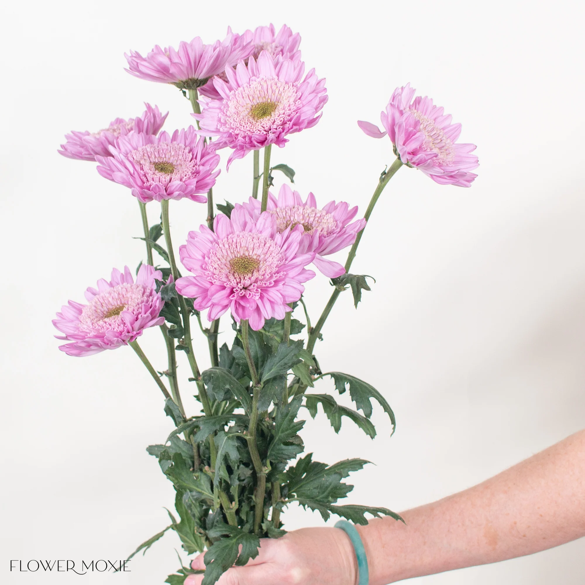 Pink Anemone Mum Flower - Image 3