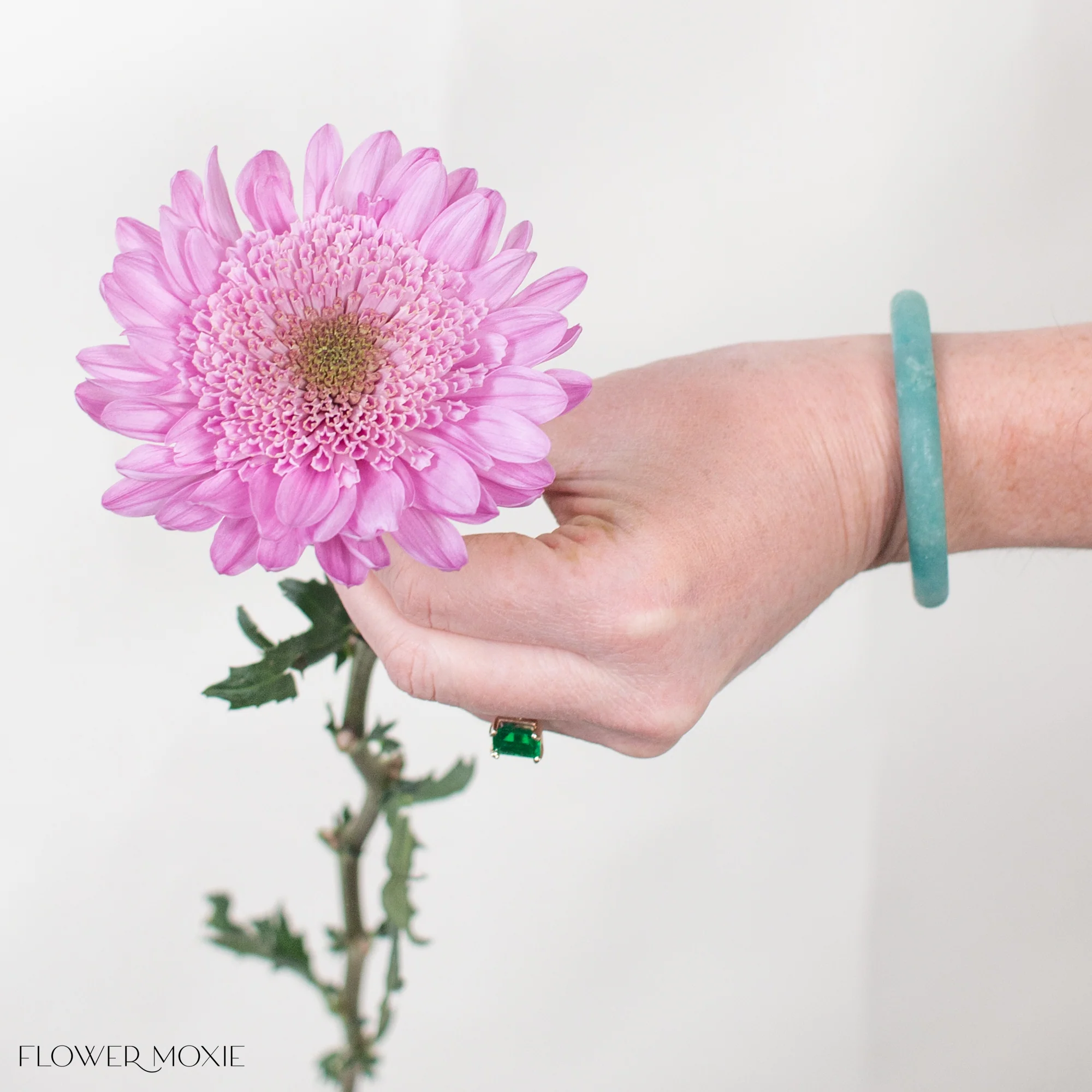 Pink Anemone Mum Flower - Image 4