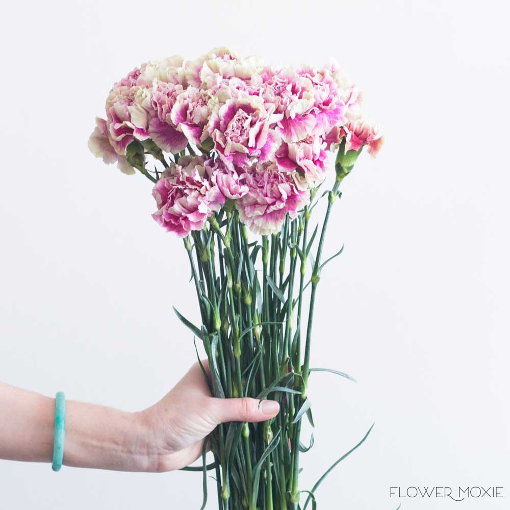 Pink Antigua Carnation Flower - Image 4