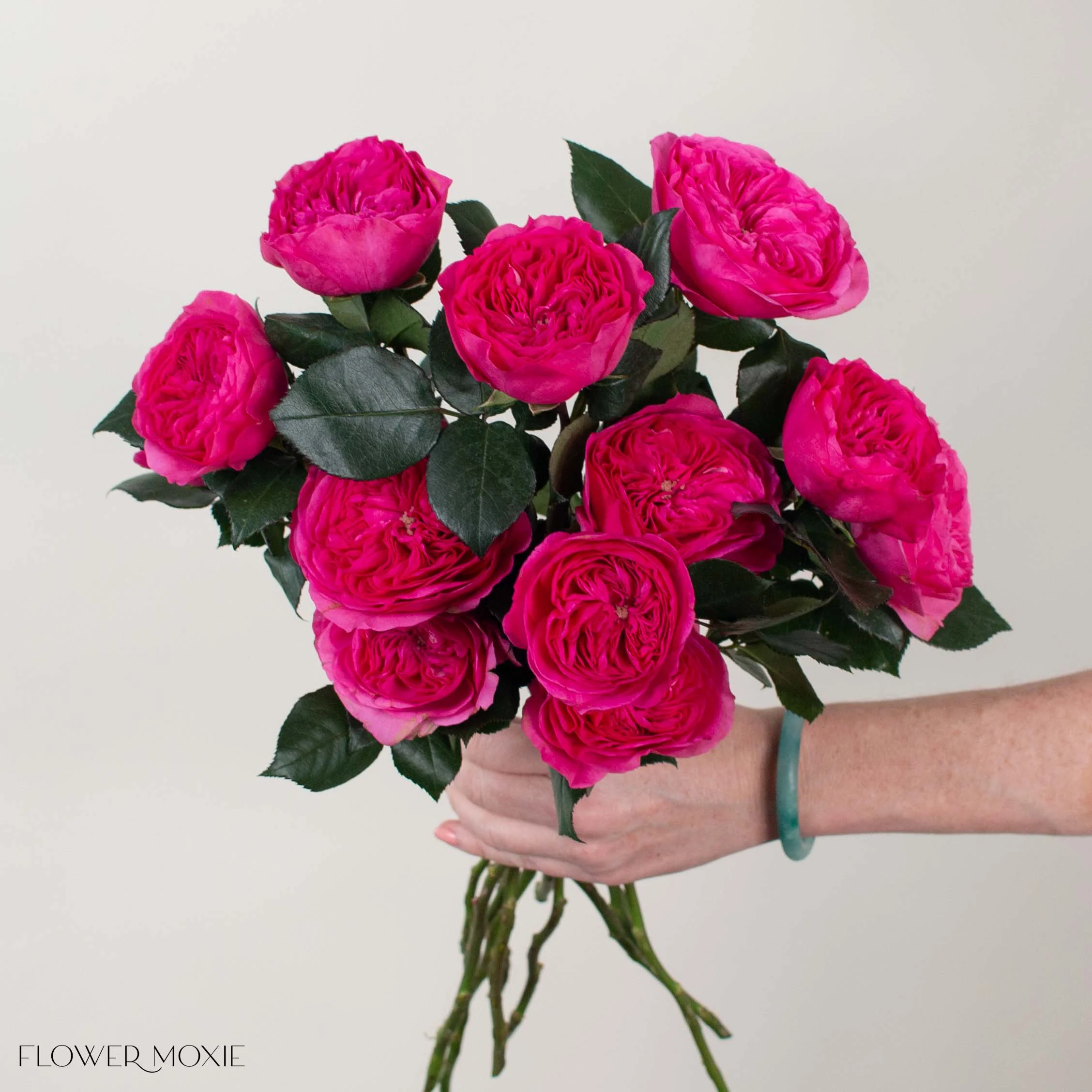 Deep Pink Baronesse Garden Rose - Image 2