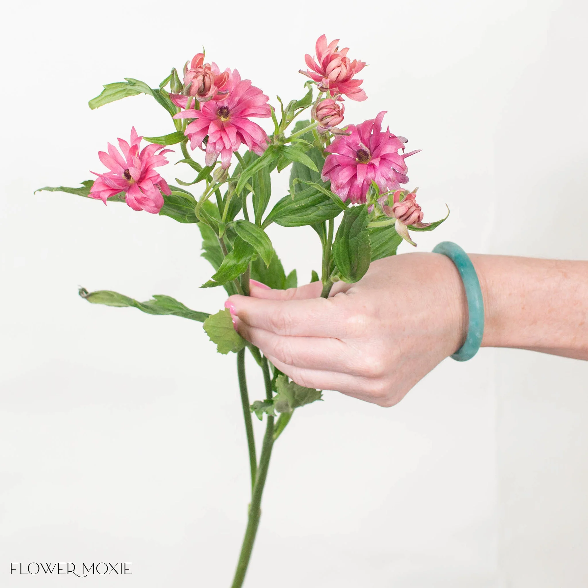 Berry Pink Star Butterfly Ranunculus - Image 3