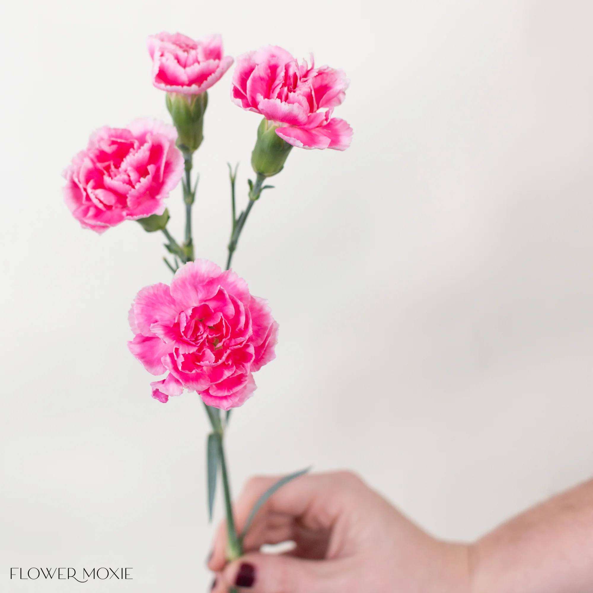 Creamy Pink Mini Carnation Flower - Image 2