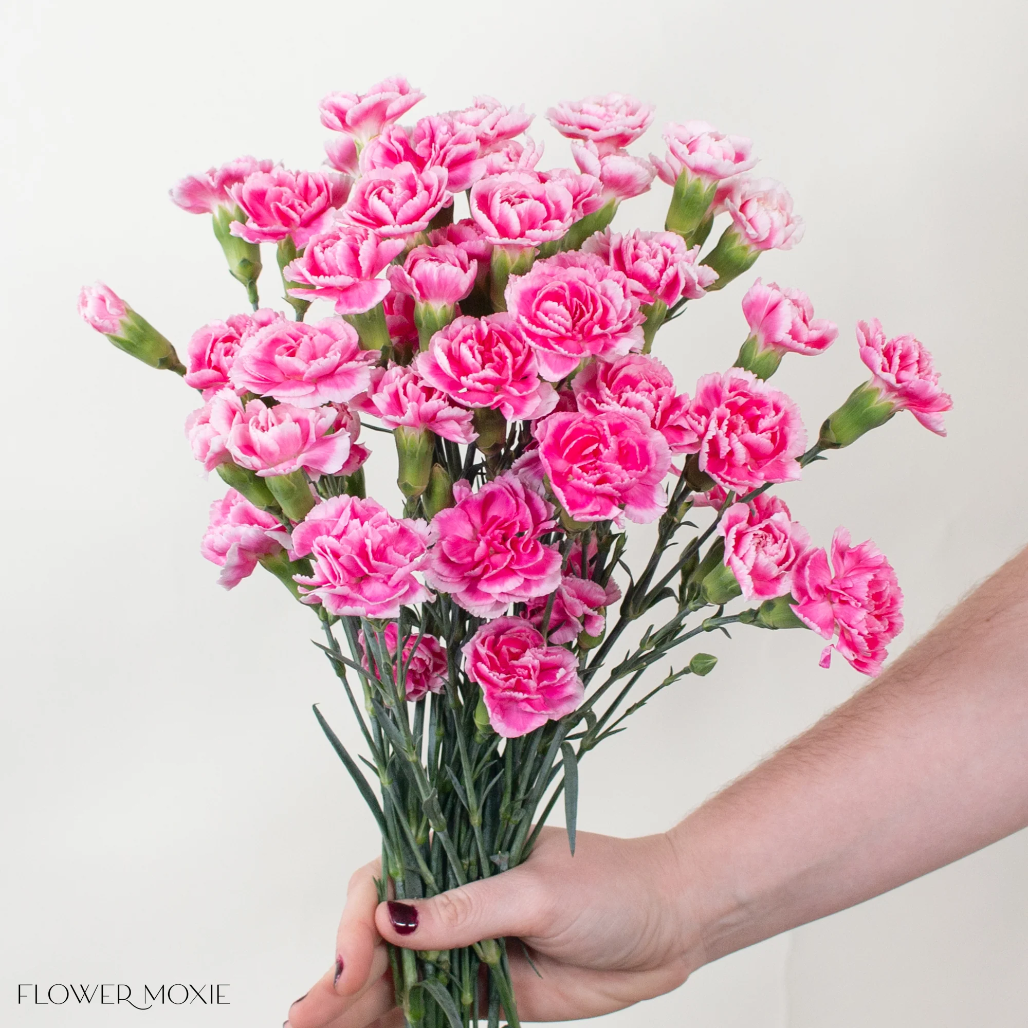 Creamy Pink Mini Carnation Flower - Image 3
