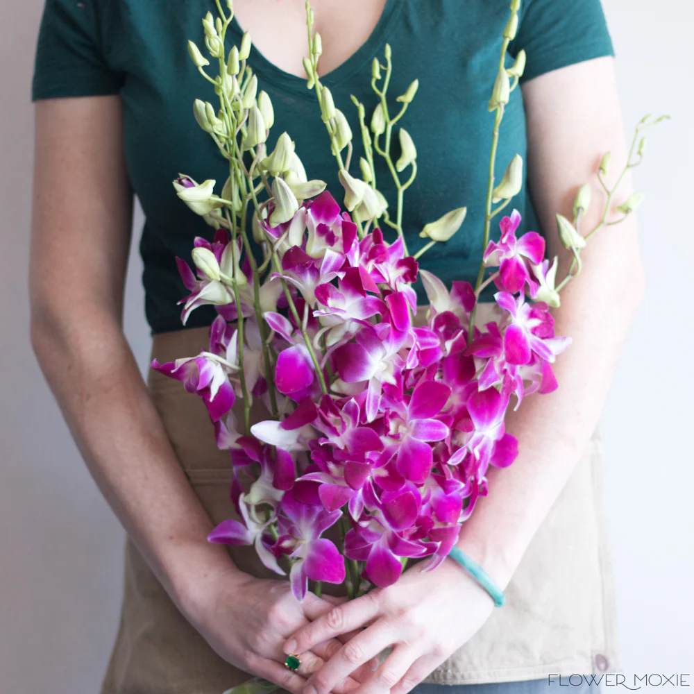 Pink Dendrobium Orchid Flowers