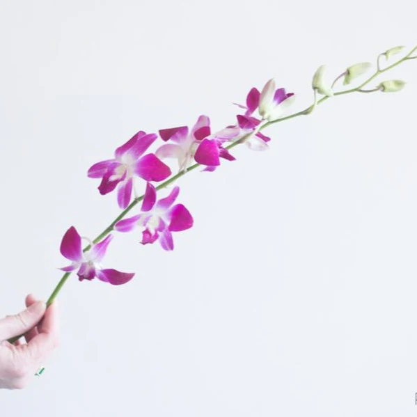 Pink Dendrobium Orchid Flowers - Image 2