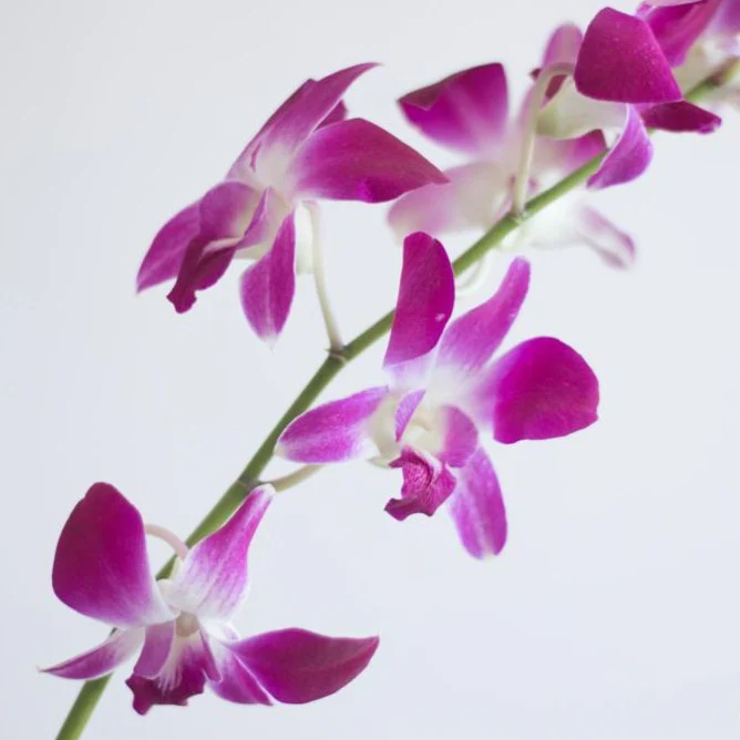Pink Dendrobium Orchid Flowers - Image 3