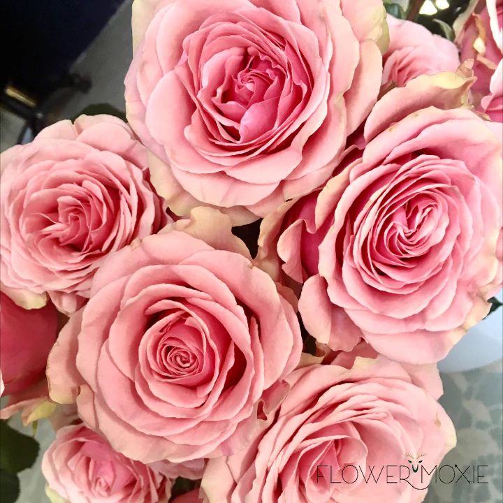 Pink Geraldine Rose - Image 5