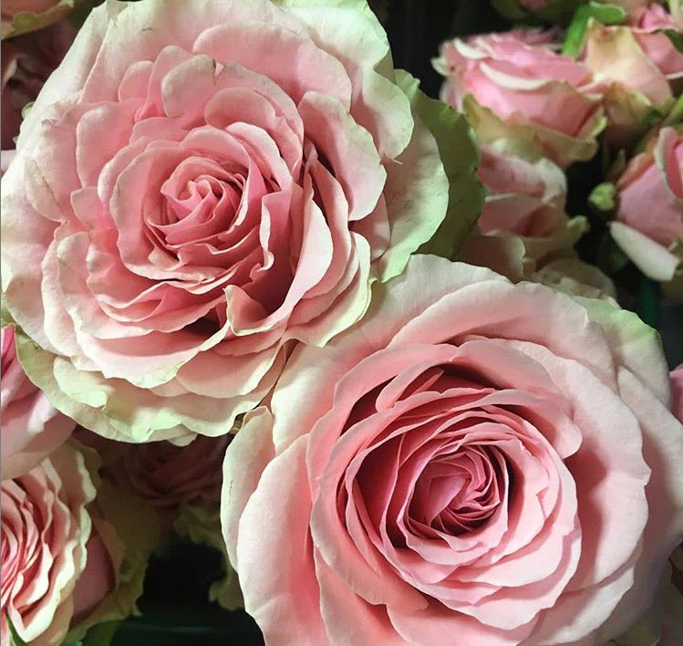 Pink Geraldine Rose - Image 6