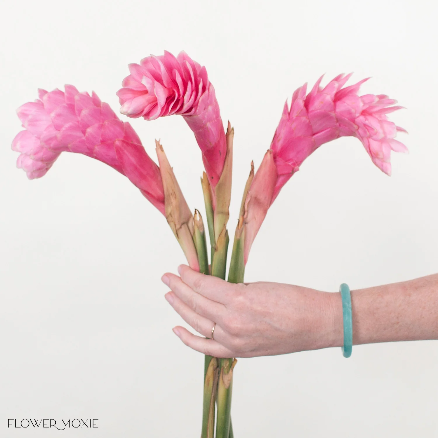 Pink Ginger - Image 5